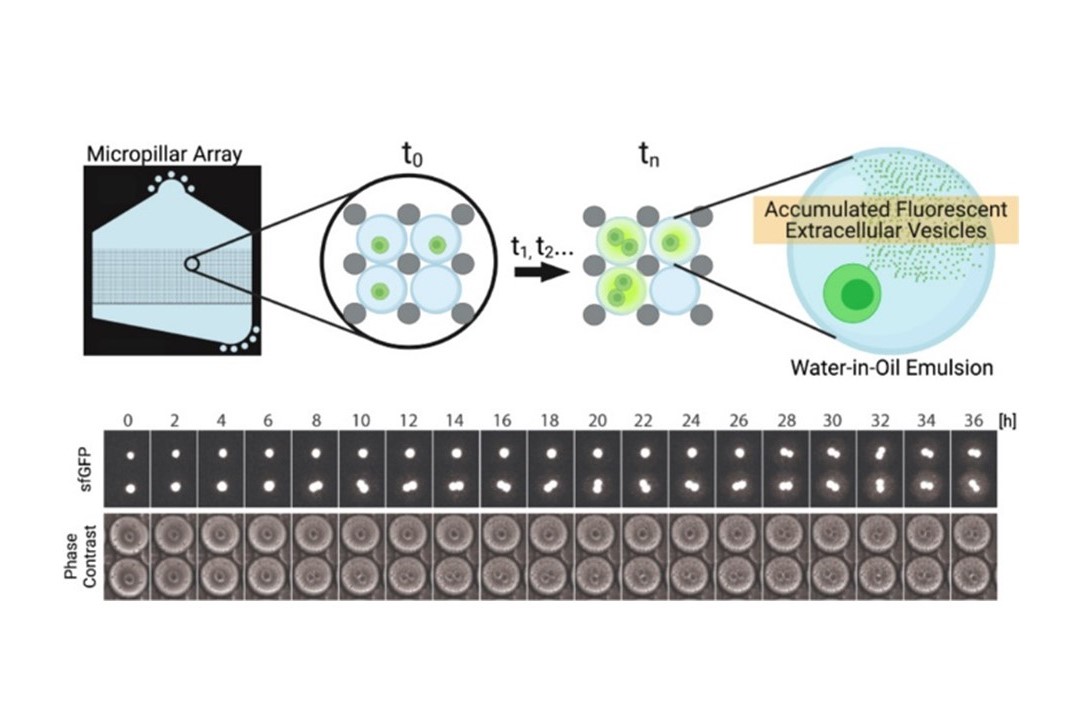 Temporal tracking of single cell-derived extracellular vesicles