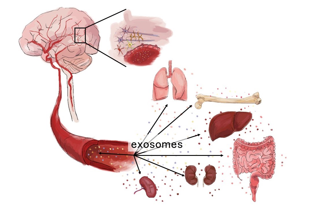 Deciphering the inter-organ interaction of exosomes and how it could relate to different Pathological/physiological conditions