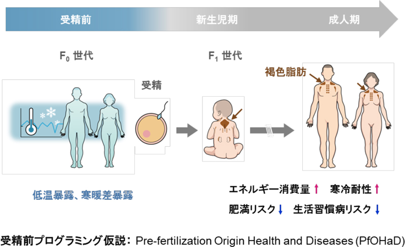 図1.受精前の親の寒冷曝露が世代を超えて子に伝わり、褐色脂肪と生活習慣病リスクを制御する。