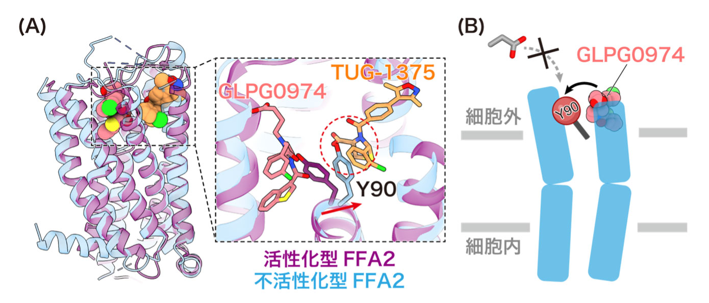 図3: GLPG0974がFFA2の機能を抑制するメカニズム