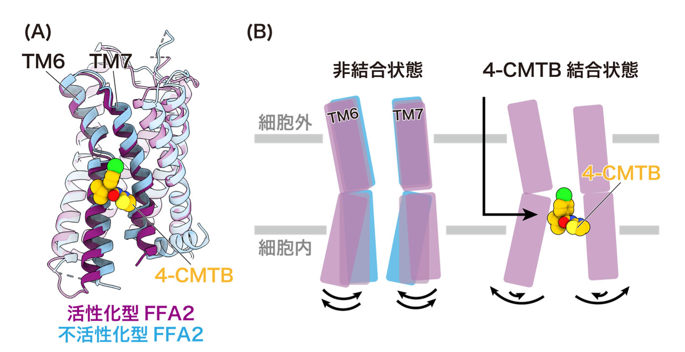 図4: 4-CMTBがFFA2を活性化するメカニズム