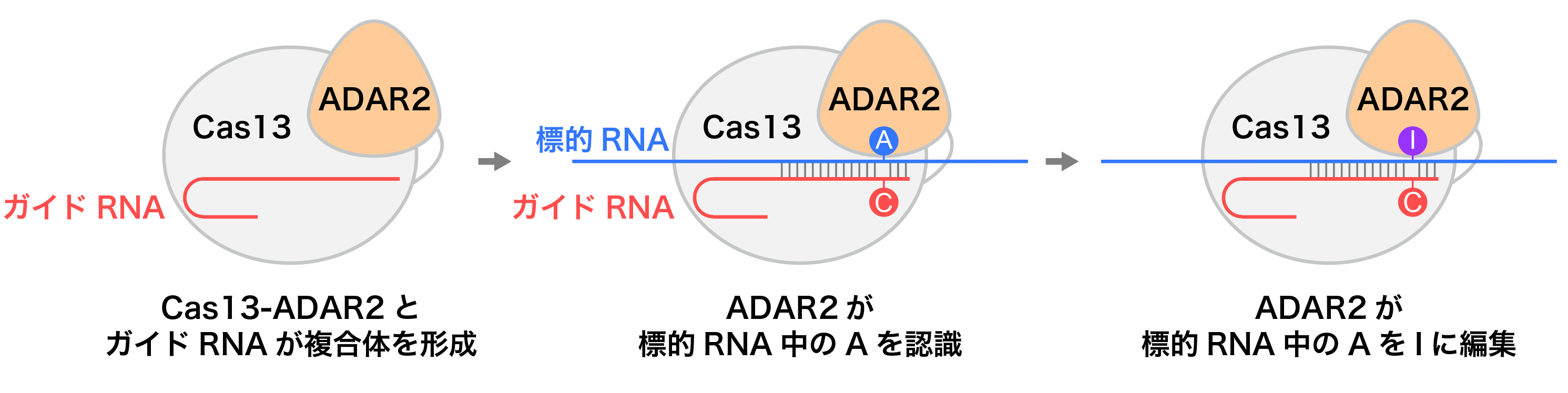 図1：Cas13-ADAR2によるRNA編集メカニズム（REPAIR法）