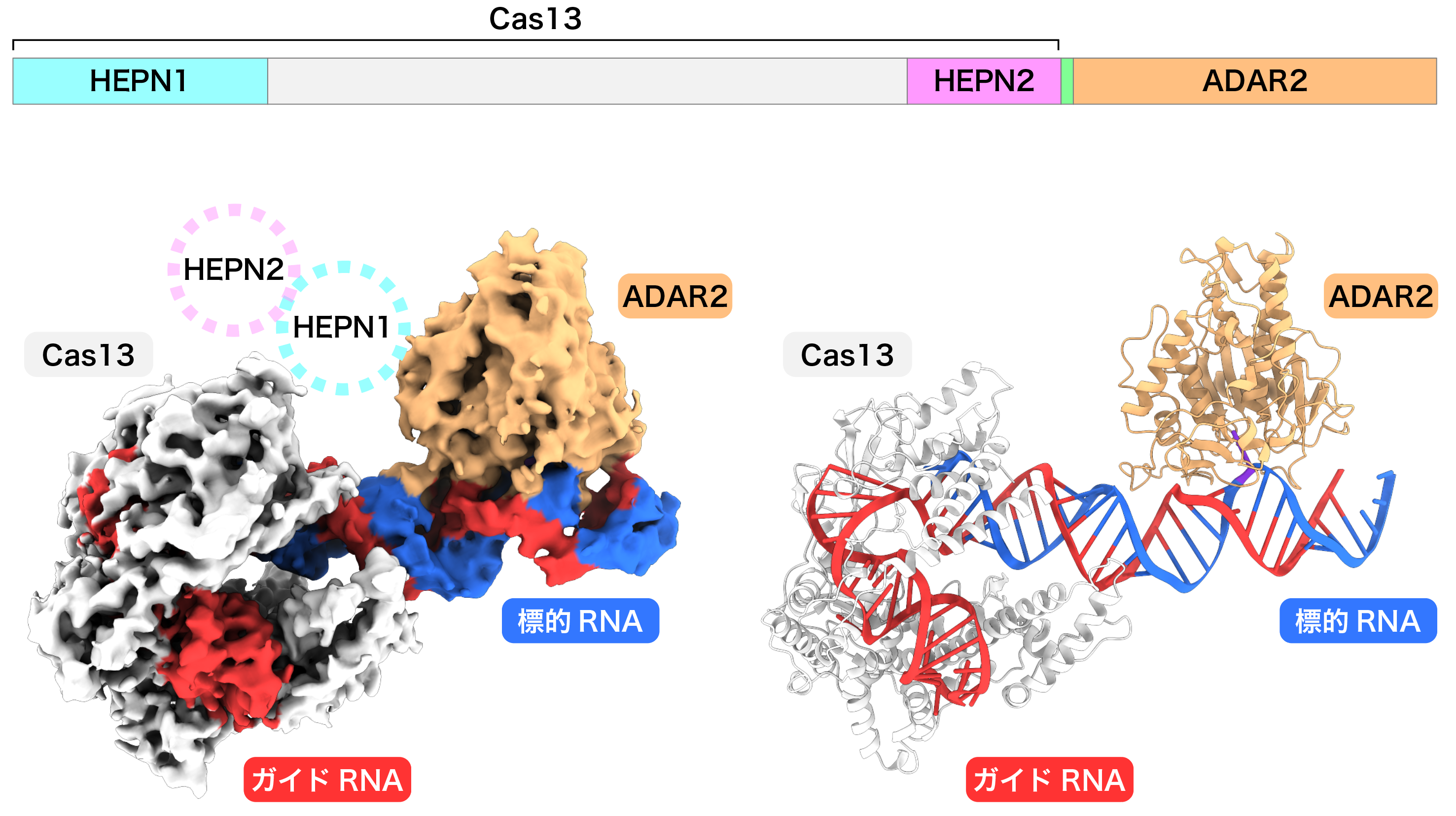図2：Cas13-ADAR2－ガイドRNA－標的RNA複合体（REPAIR複合体）の立体構造