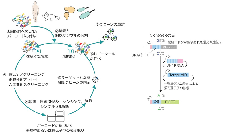 図1:一般的な遡及的クローン単離(左)とCloneSelect法で用いられた遺伝子回路(右)。