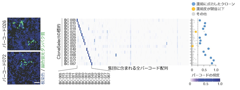 図2:ヒト培養細胞を用いたCloneSelect法のデモンストレーション。