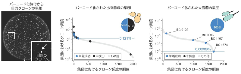 図3:CloneSelect法は哺乳動物細胞の他にも、出芽酵母や大腸菌からも目的のクローンを高精度に単離することができる。