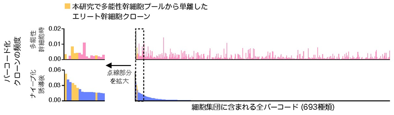 図4:ヒト多能性幹細胞集団のDNAバーコード化とナイーブ化誘導。