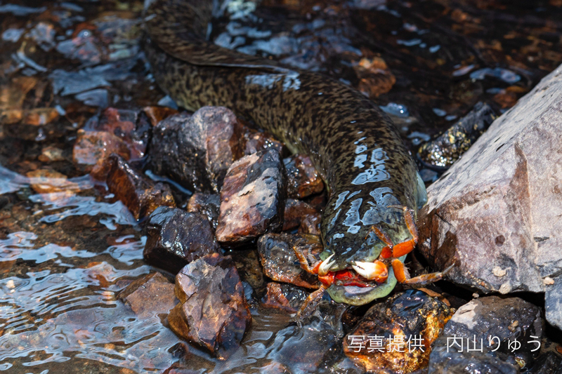 陸上でカニを捕食するウナギ（オオウナギ）。