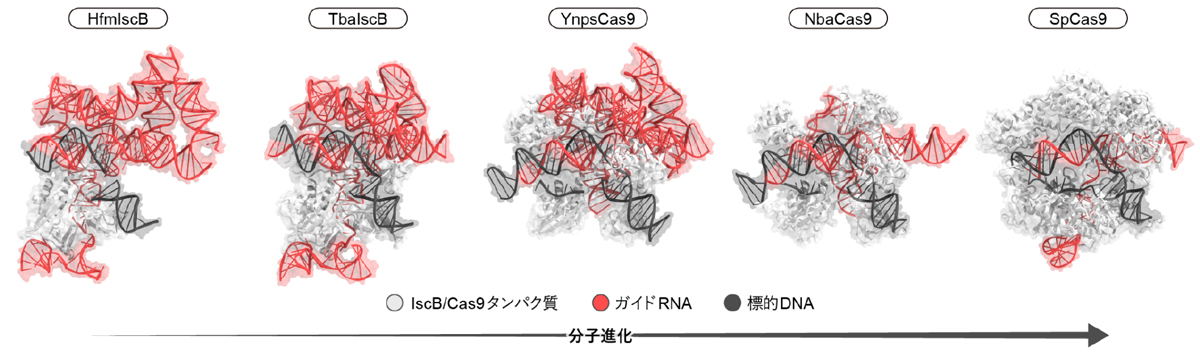 CRISPR-Cas9の分子進化