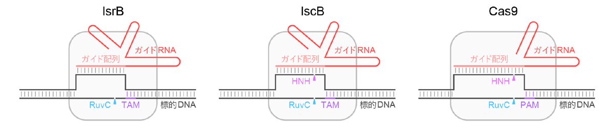 図1：IsrB、IscB、および、Cas9のDNA切断メカニズム