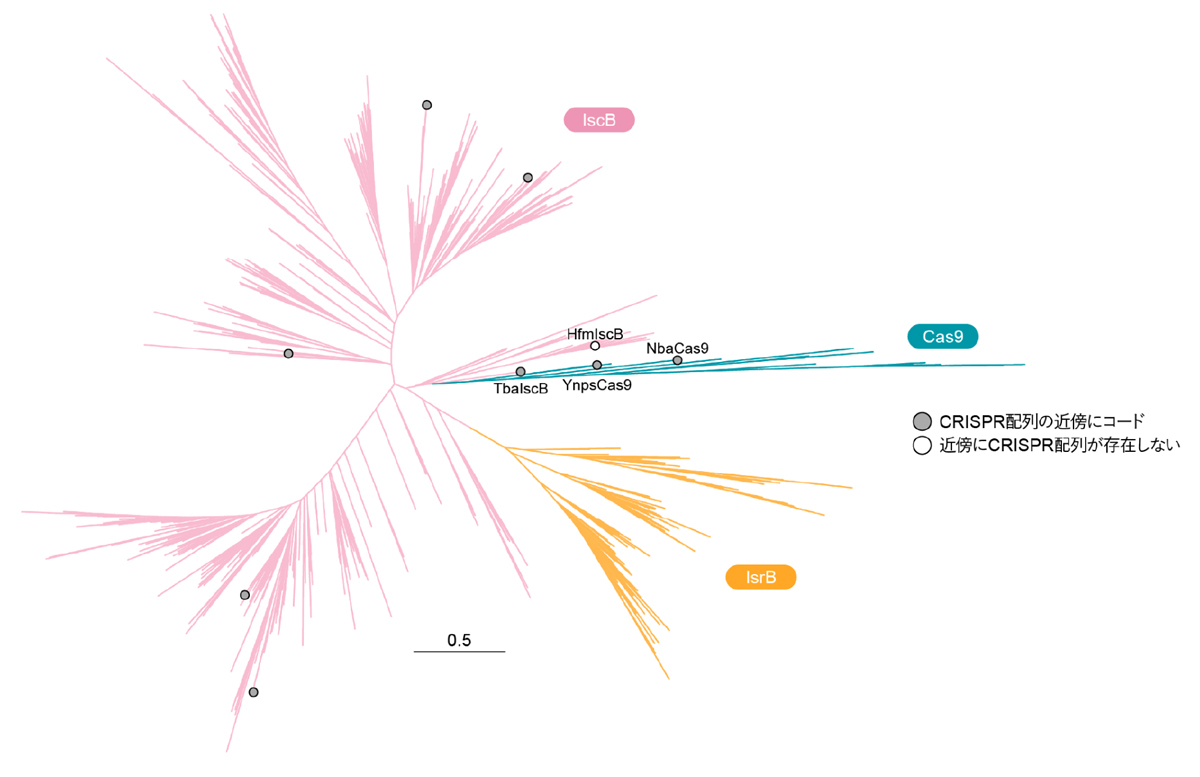図2：IsrB、IscB、および、Cas9の分子系統樹