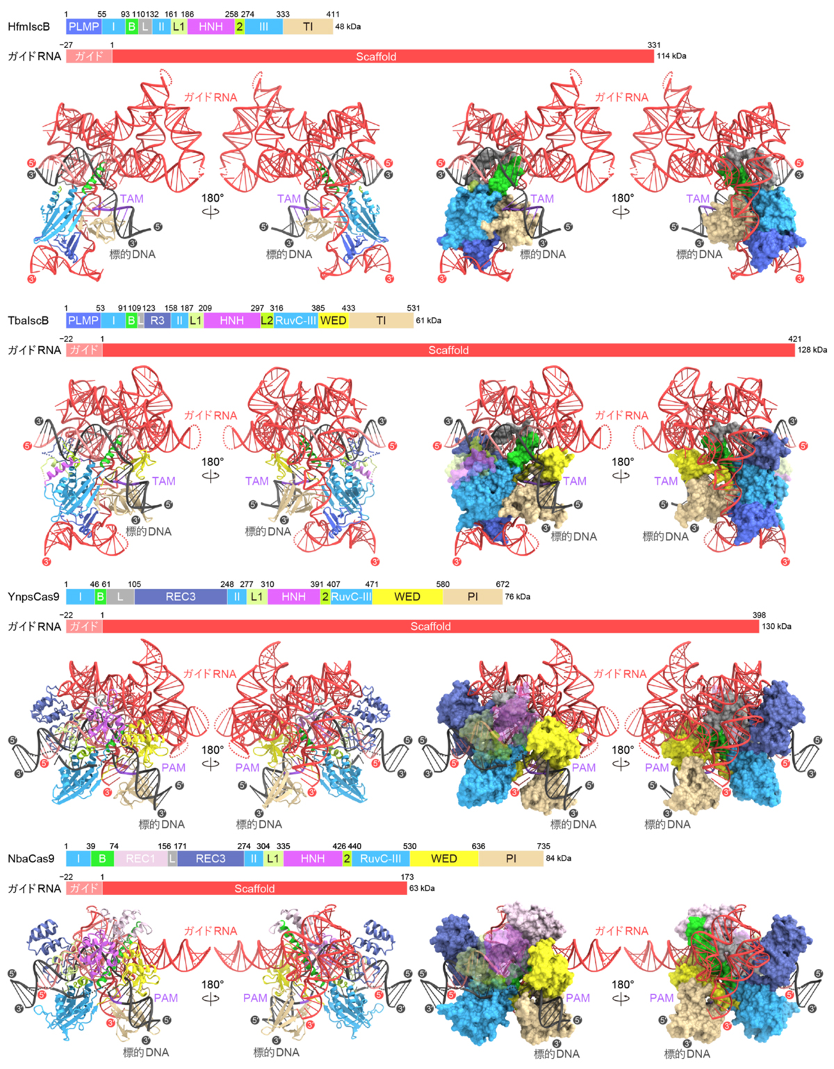 図3：IscB/Cas9–ガイドRNA–標的DNA複合体の立体構造