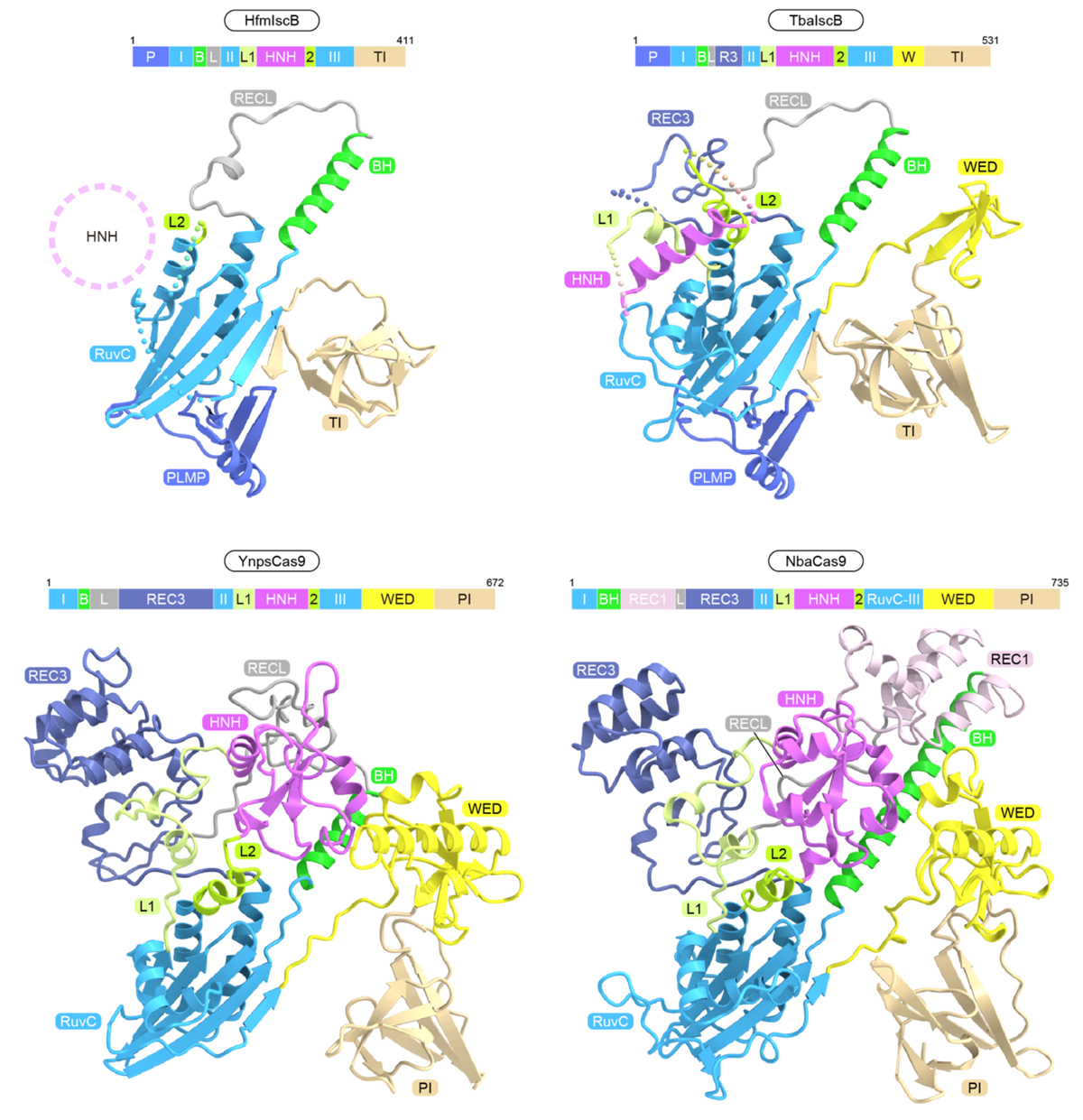 図4：IscB/Cas9タンパク質の立体構造