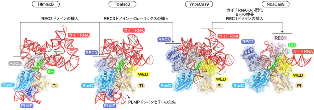 図6：IscB/Cas9タンパク質とガイドRNAの共進化
