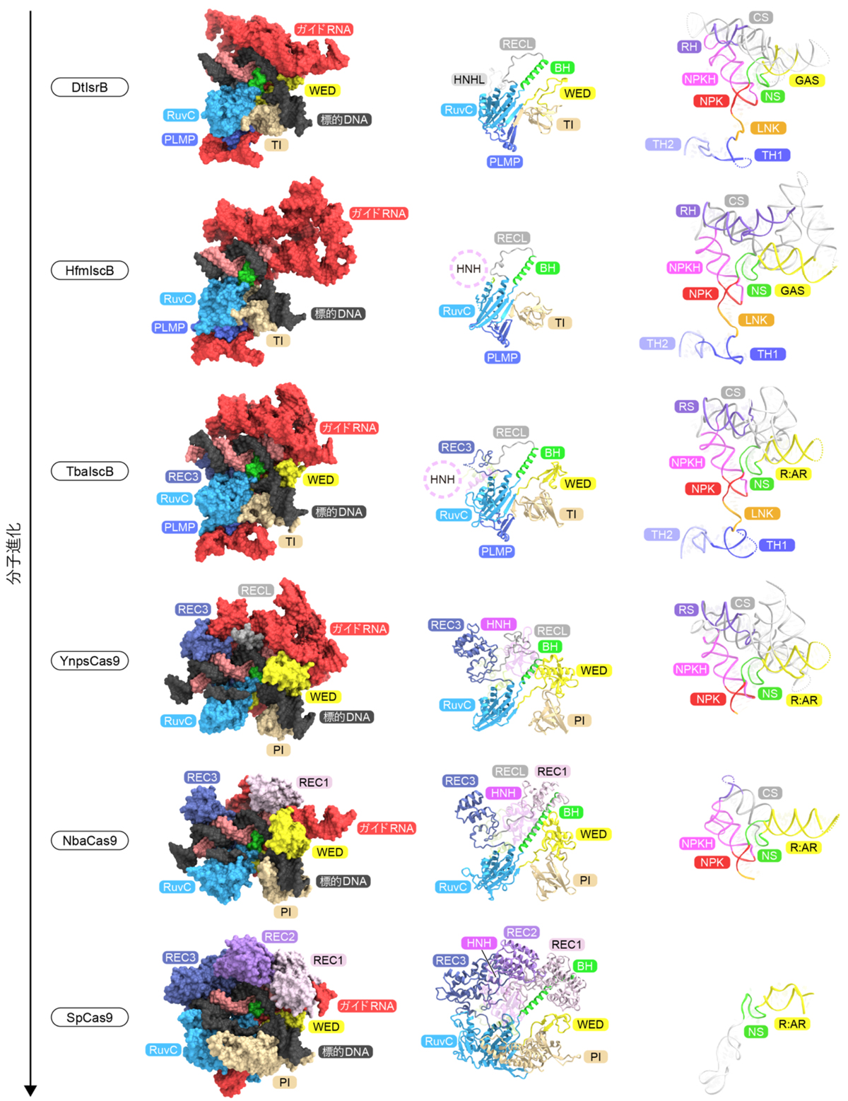 図7：CRISPR-Cas9の分子進化
