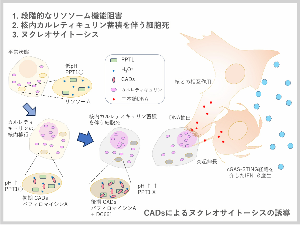 ヌクレオサイトーシスによるI型IFN産生の概略図