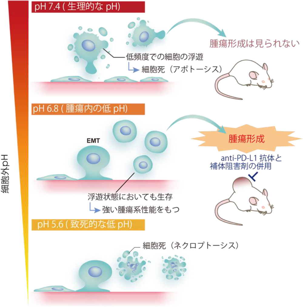 図1本研究にて解明されたメカニズム