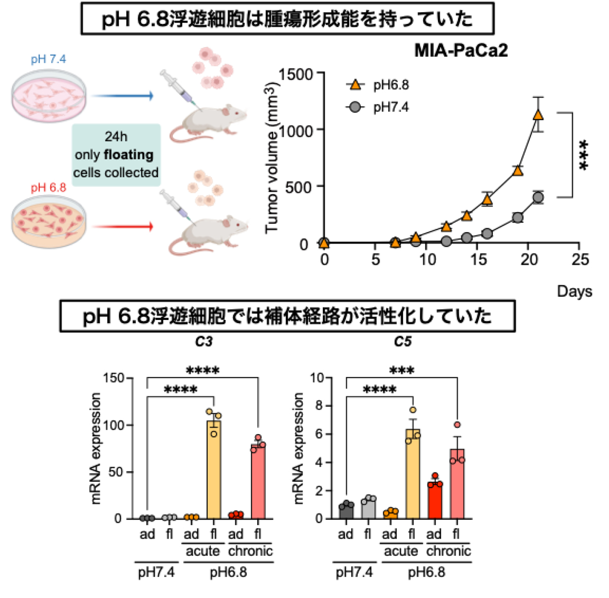 図2:pH 6.8浮遊細胞は腫瘍形成能を有しており、補体経路が活性化されていた