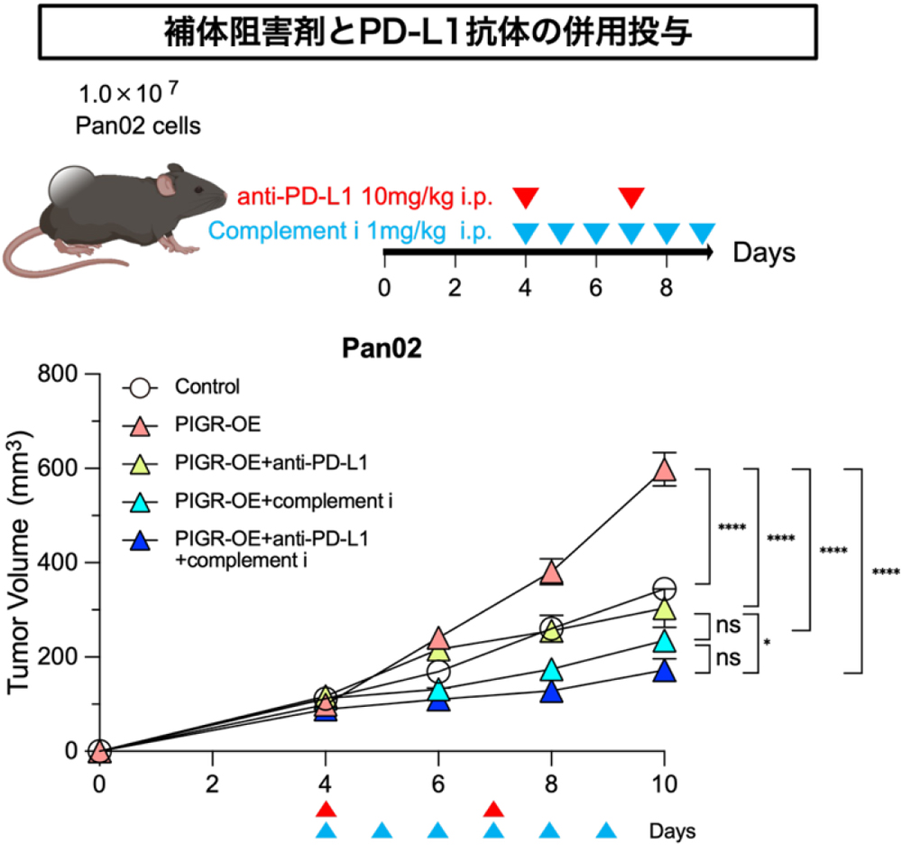 図3:PIGRを過剰発現させた腫瘍ではPD-L1抗体と補体阻害剤の併用投与が相乗的に腫瘍を抑制した