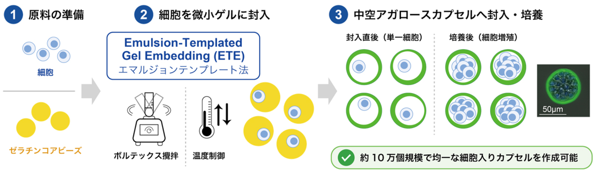 本研究で開発した細胞内包化手法(ETE)の概念図
