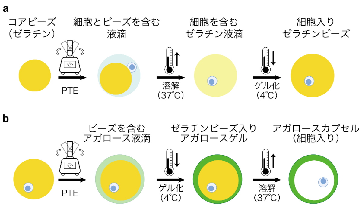 図1:ETE法による細胞内包化とカプセル作製プロセス