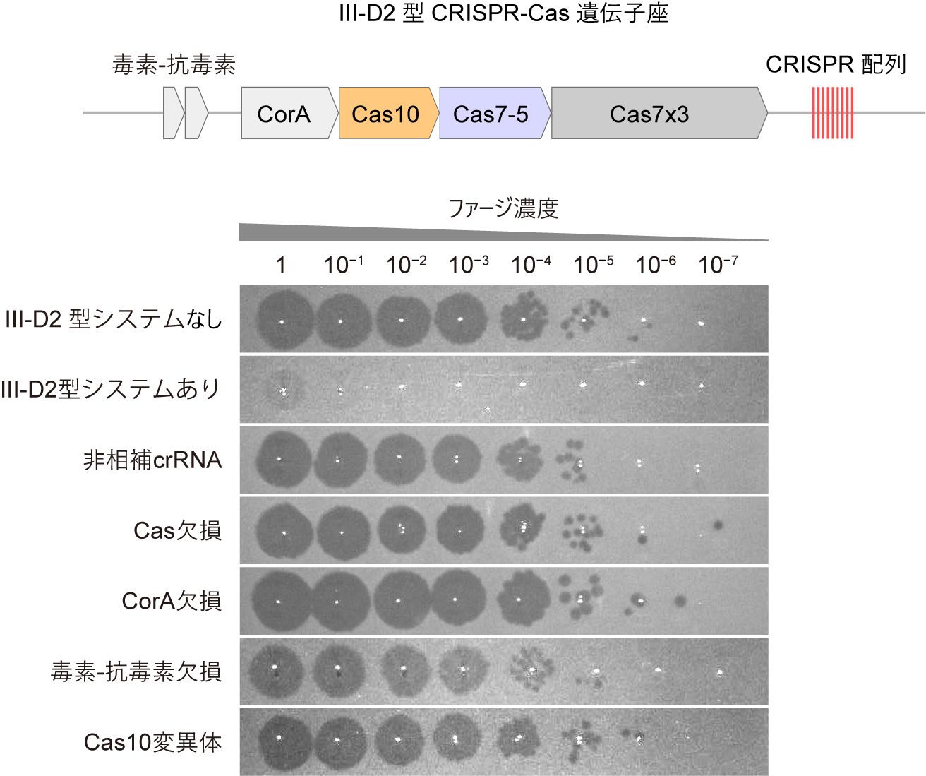 図1：III-D2型CRISPR-Casシステムの抗ファージ防御活性