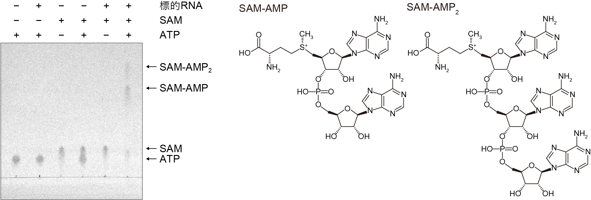 図2：III-D2型CRISPR-Cas複合体によるSAM-AMPとSAM-AMP2の合成