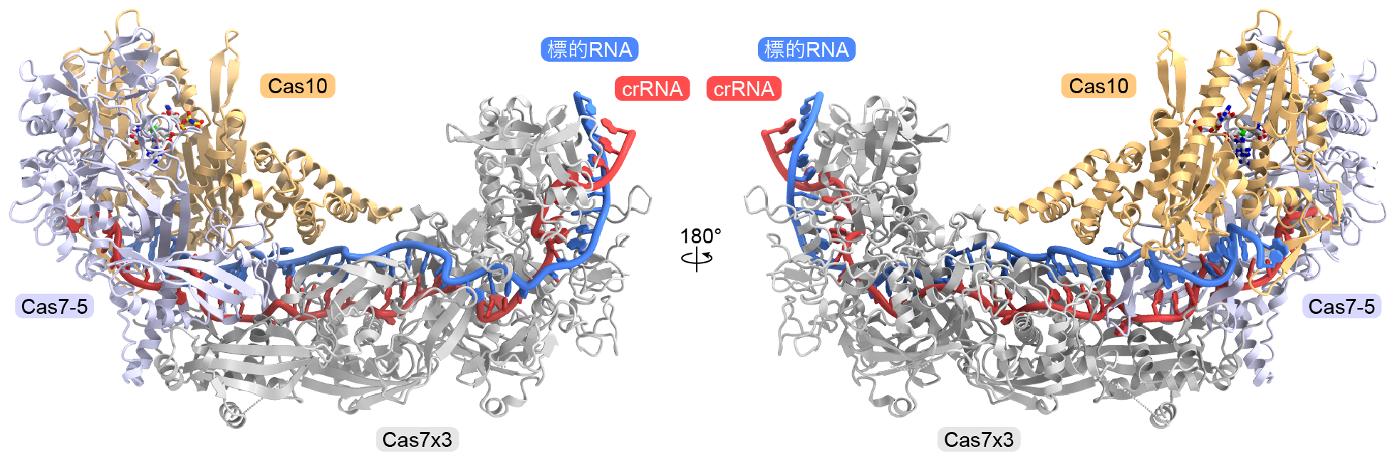 図3：III-D2型CRISPR-Cas複合体（Cas7x3–Cas7-5–Cas10–crRNA–標的RNA複合体）の立体構造
