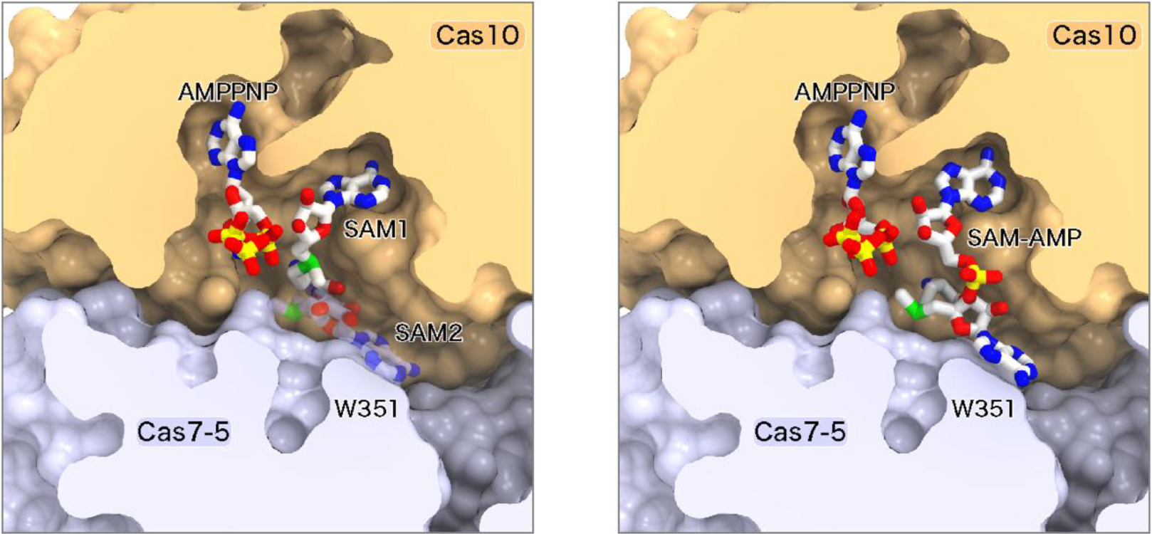 図4：Cas10活性部位の立体構造