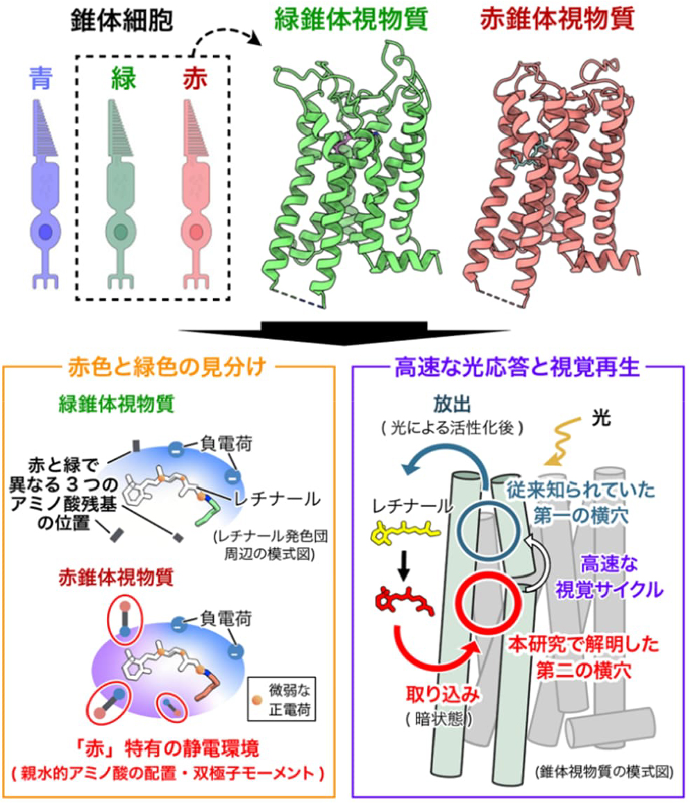本研究成果の概要