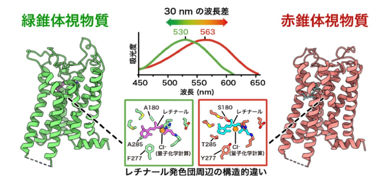 図1. 赤と緑の波長差を生み出す分子構造の違い