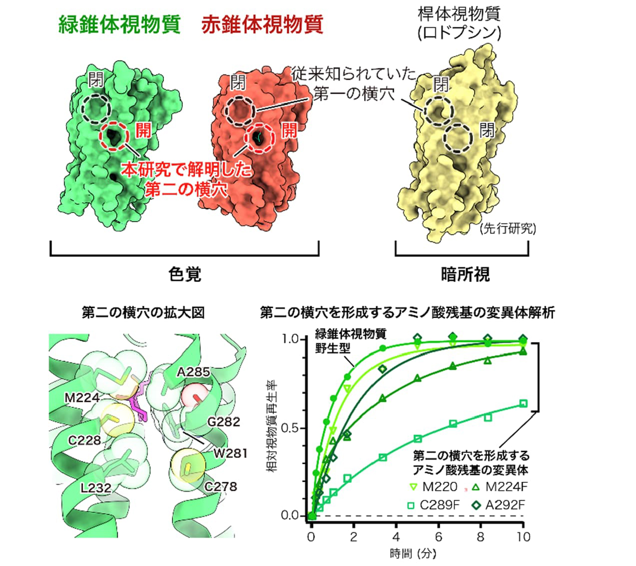 図2. 新たに見いだした横穴構造によるレチナール取り込み機構