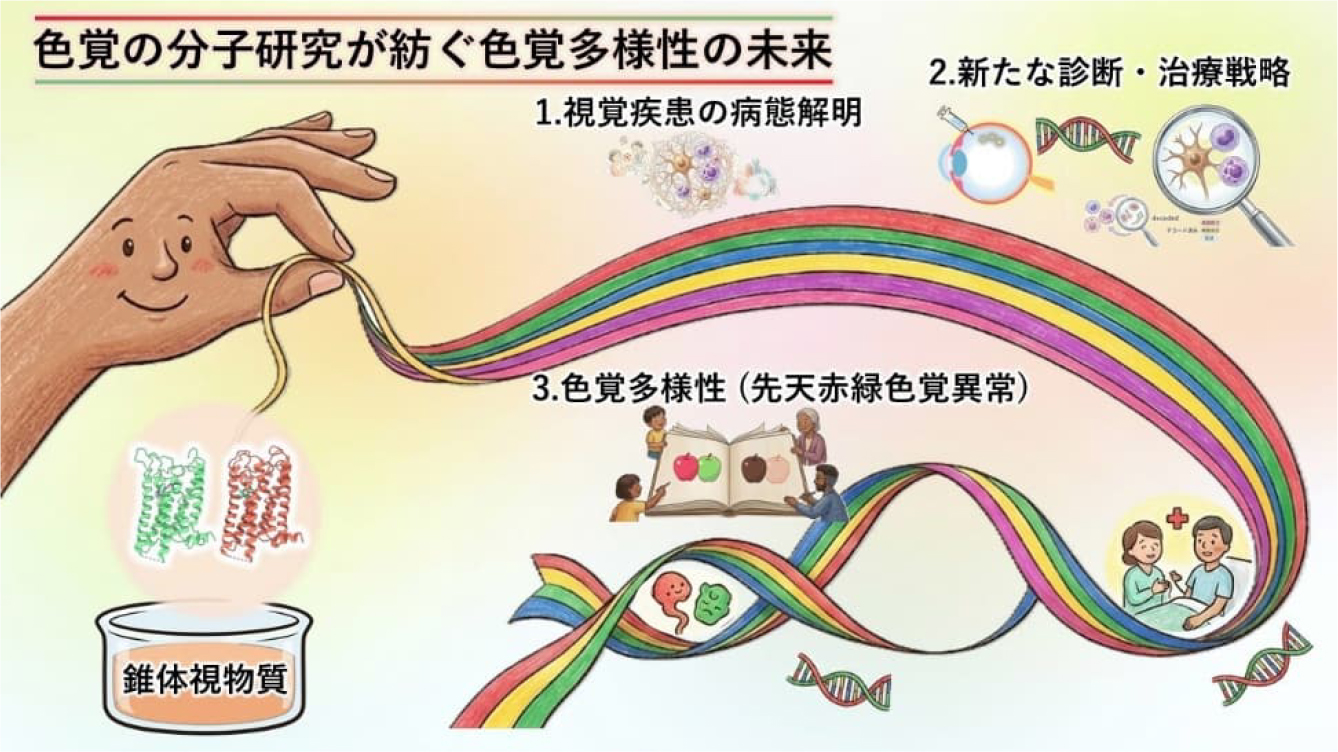 図3. 色覚の分子理解が拓く社会的応用と未来