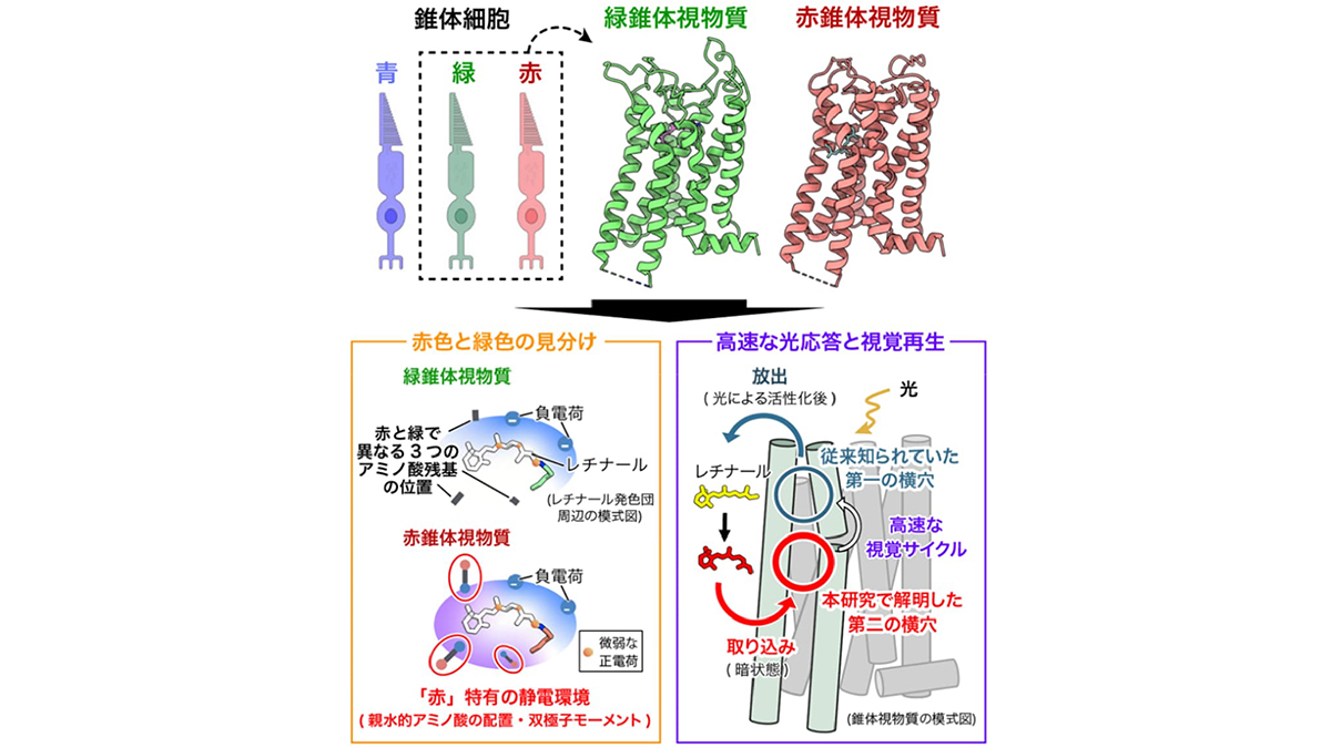 「赤と緑はなぜ見分けられるのか」霊長類色覚の分子構造を解明―赤・緑錐体視物質の構造を原子レベルで決定、30ナノメートルの謎に迫る― | 東京大学 先端科学技術研究センター