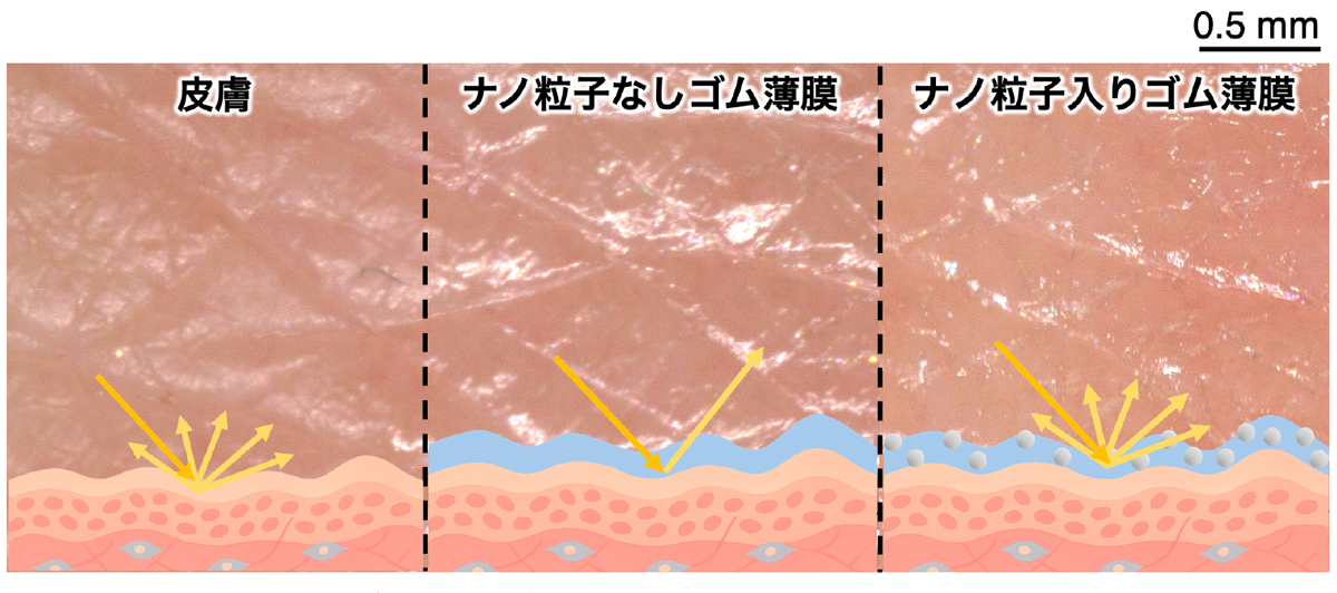 図2:見ても触っても分からないステルス性発現のメカニズム。