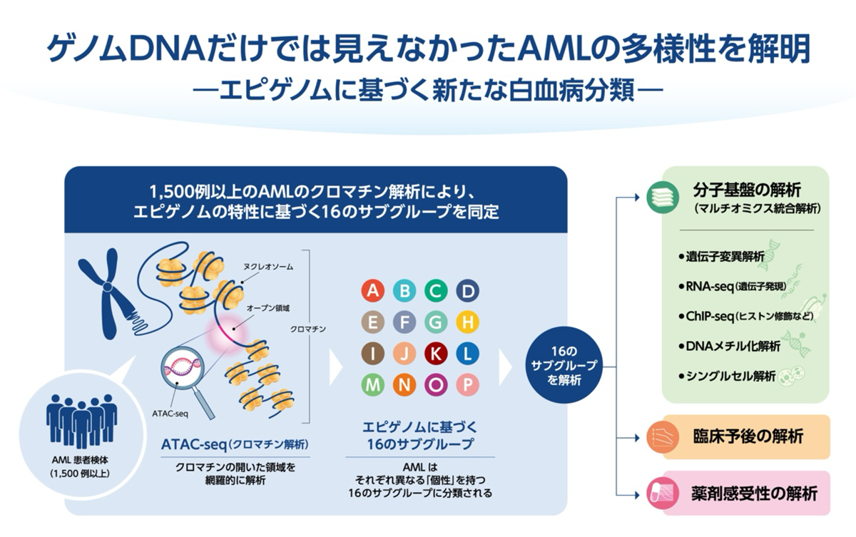 白血病の「個性」を決めるエピゲノムを解読―大規模クロマチン解析