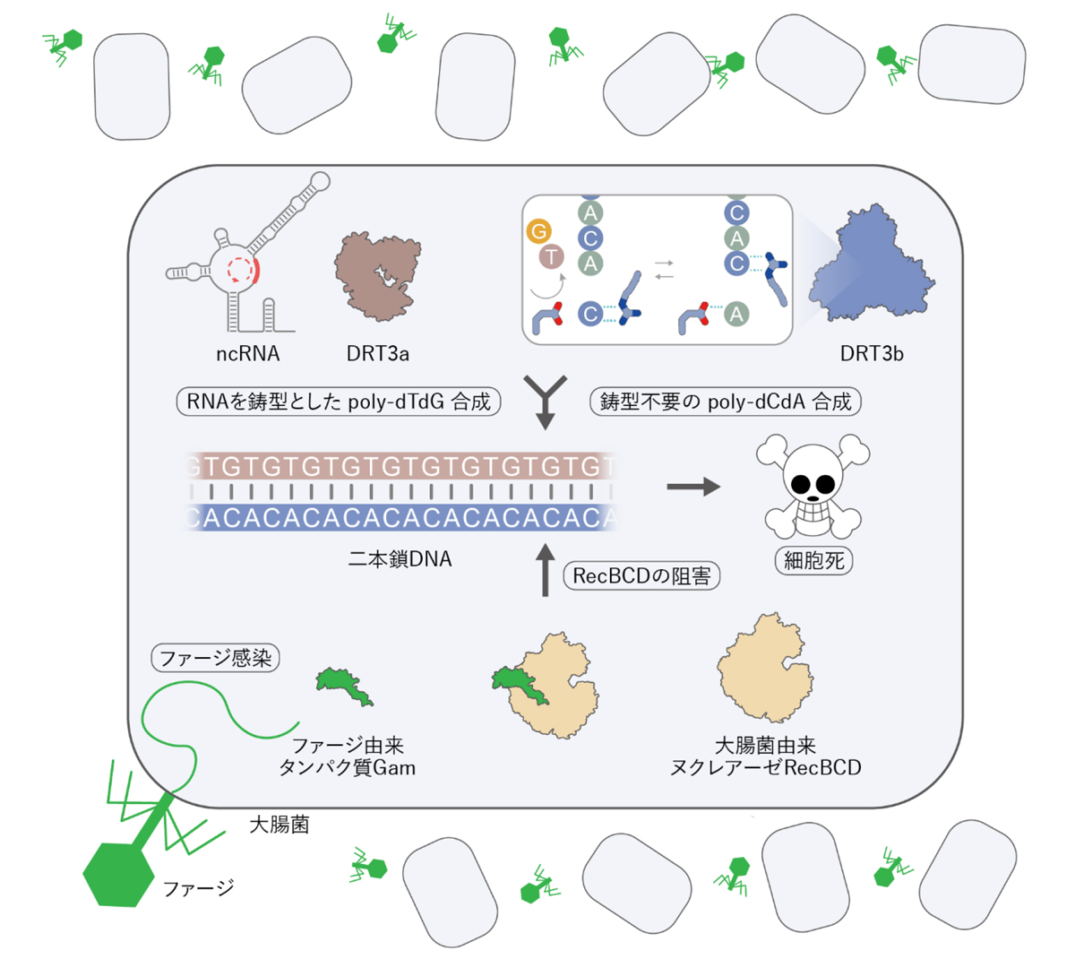 非常識にもほどがある2 ―DRT3bによる核酸鋳型不要のDNA合成―