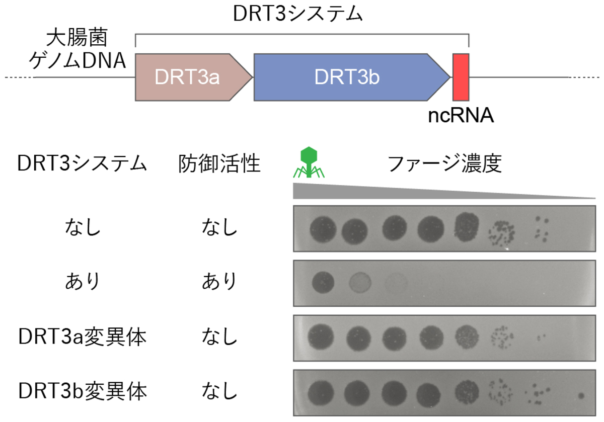 図1：DRT3システムの遺伝子構成と抗ファージ防御活性