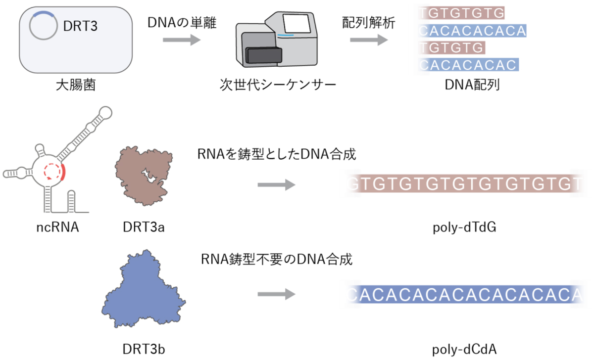 図2：DRT3aとDRT3bのDNA合成反応