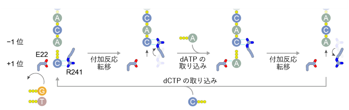 図5：DRT3bの塩基認識メカニズム
