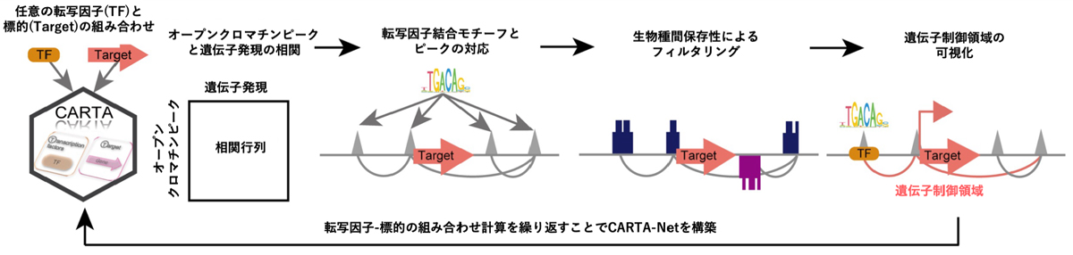 図3:遺伝子制御領域同定を可能にするCARTAの開発