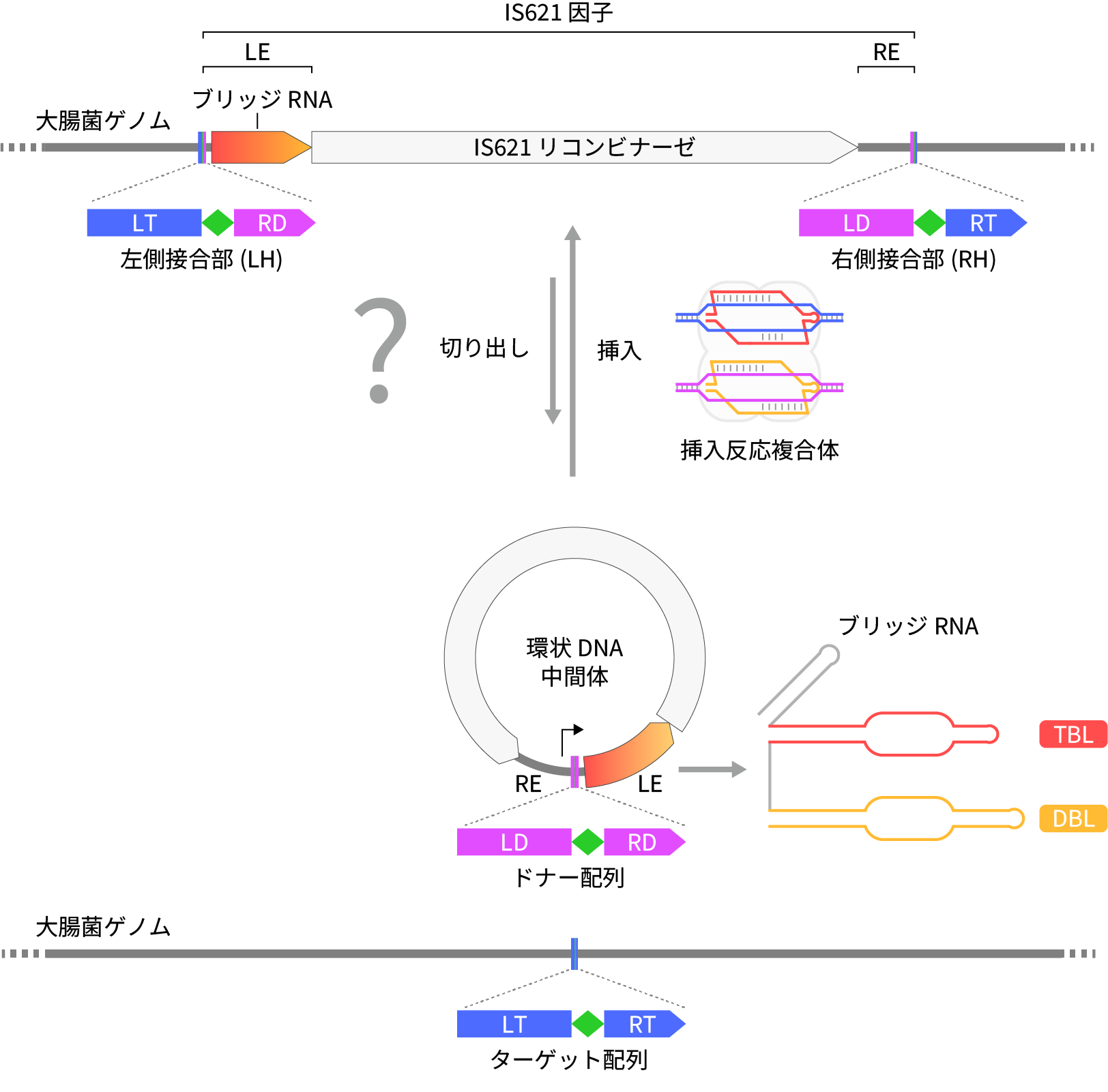 図1:IS621因子の転移メカニズム