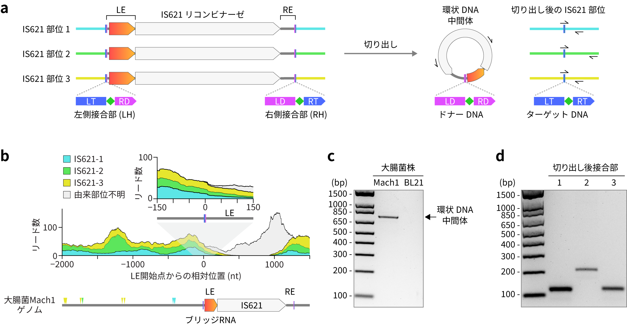 図2:大腸菌におけるIS621因子周辺の転写とIS621因子の切り出し