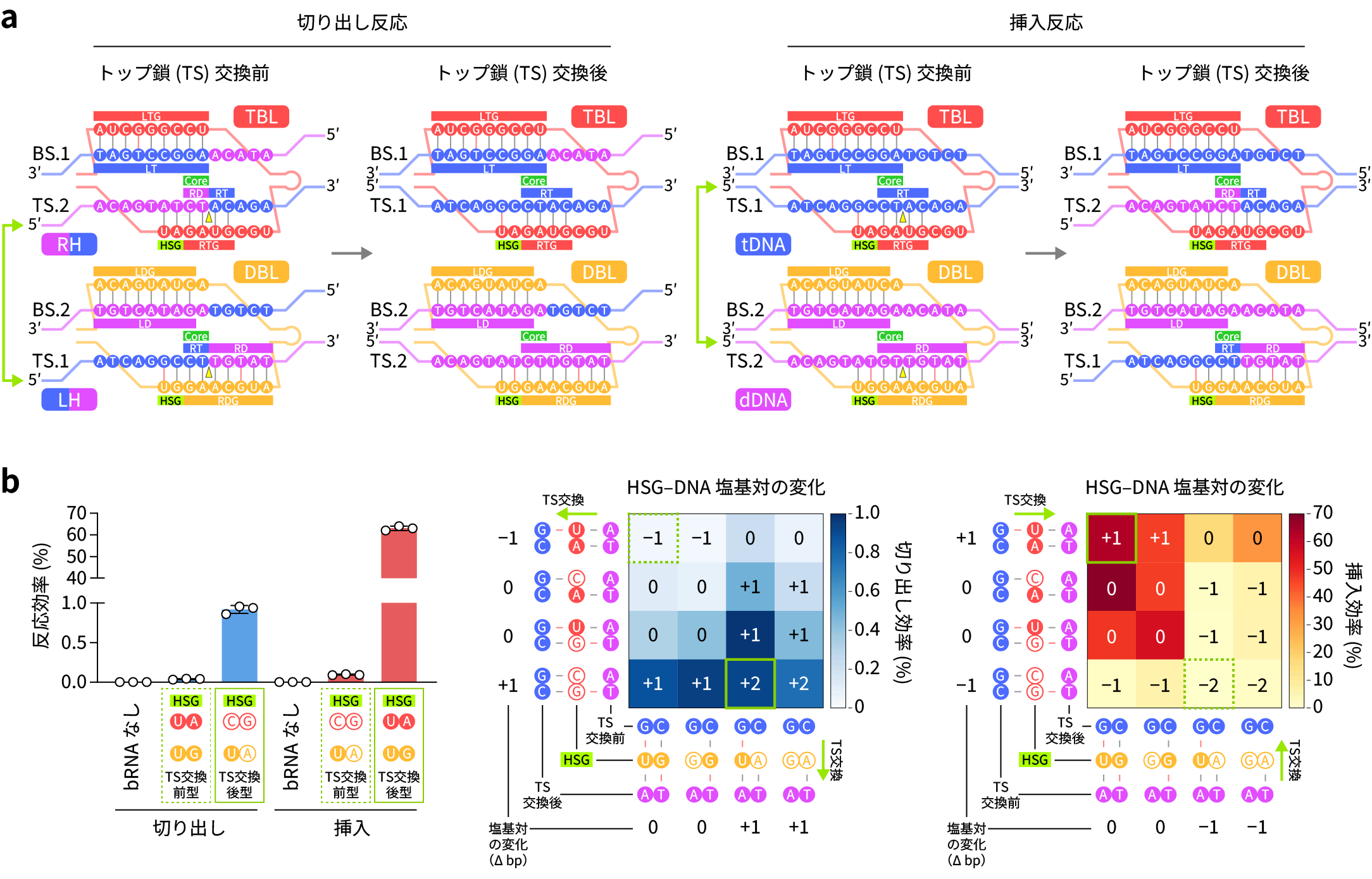 図3:試験管内における切り出しと挿入の反応効率