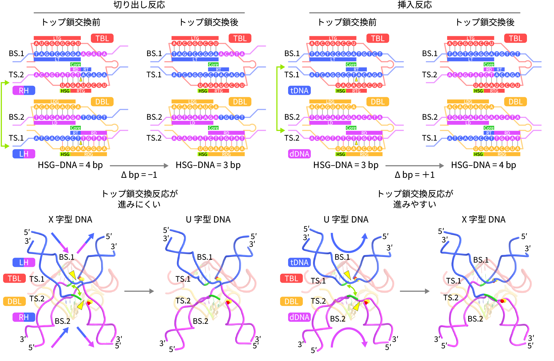 図5:切り出し反応よりも挿入反応が効率的な要因