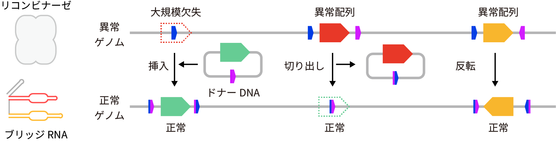 図6:ブリッジエディティングによる大規模ゲノム改変