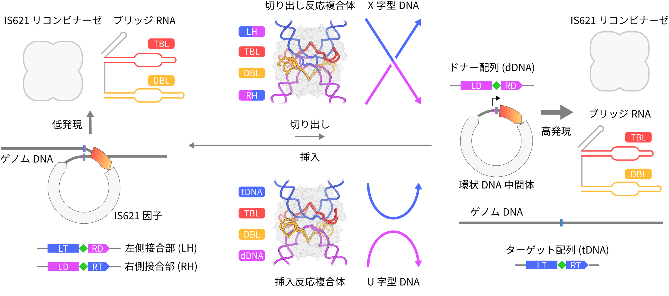 ブリッジRNAが橋渡しするDNAの挿入と切り出しの分子機構
