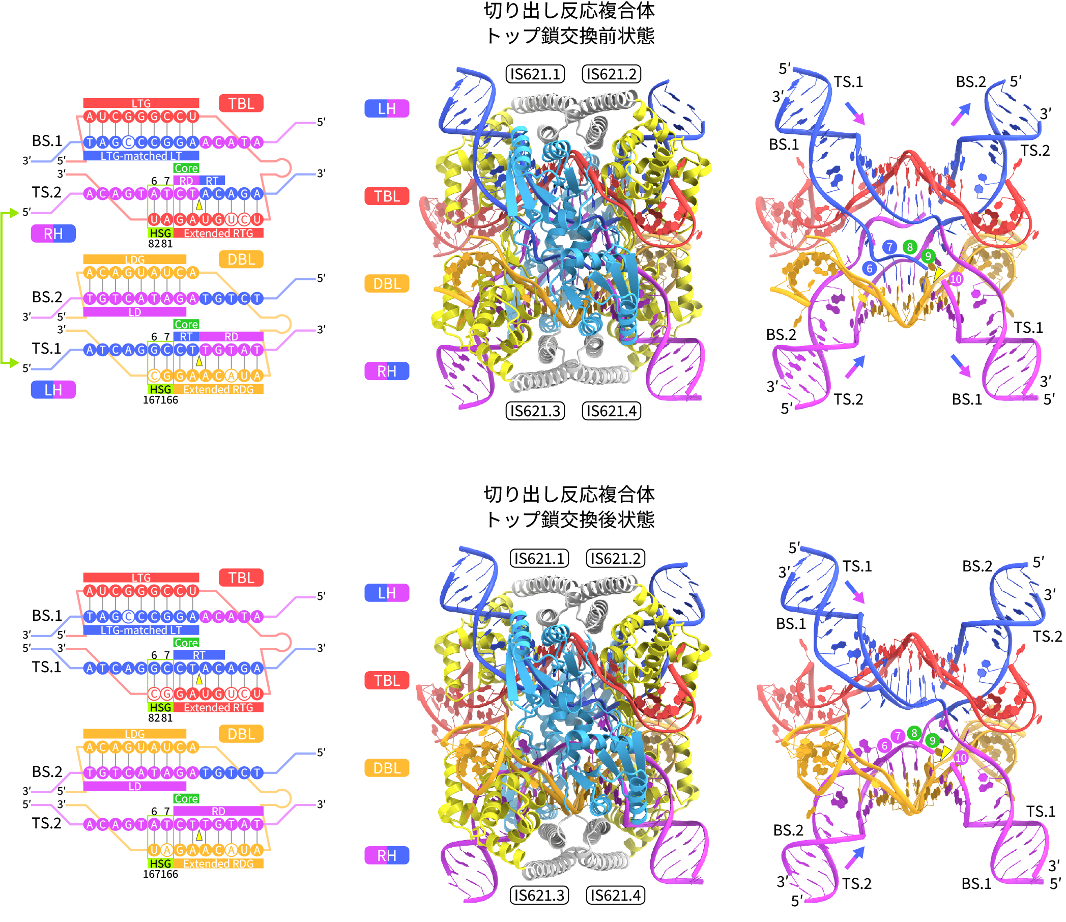 図4:切り出し反応複合体の立体構造