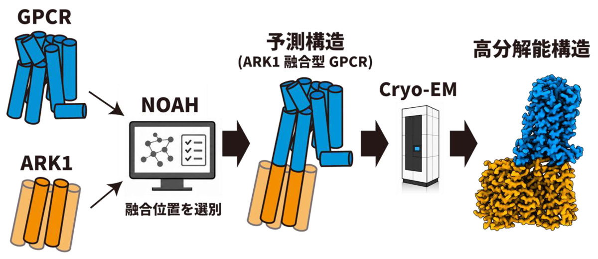 NOAH-ARK1パイプラインの概略図