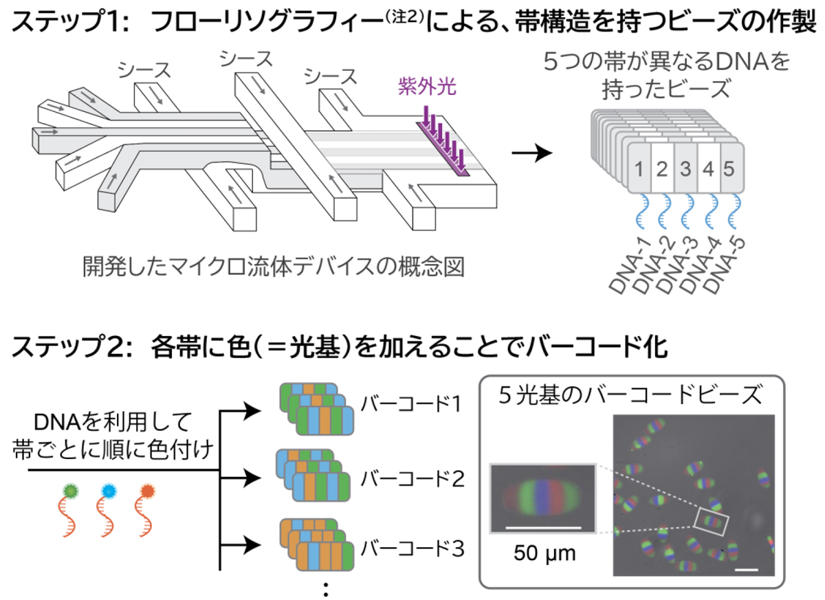 光配列バーコードビーズの大規模作製法を開発 ―共通設計のビーズを毎時100万個超で作り、光配列コードを後から書き込む―